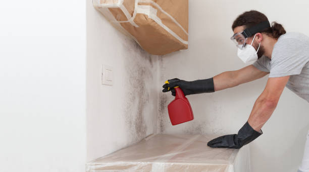 Professional Basement Mold Remediation technician working in Brandon, FL